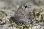 Kleine heivlinder (Hipparchia statilinus) 