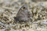 Tree Grayling (Hipparchia statilinus)