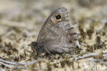 Kleine heivlinder (Hipparchia statilinus) 