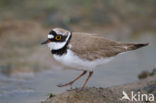 Kleine Plevier (Charadrius dubius)