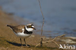 Kleine Plevier (Charadrius dubius)