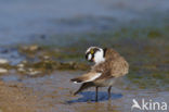 Little Ringed Plover (Charadrius dubius)