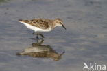 Kleine Strandloper (Calidris minuta)