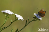 Kleine vuurvlinder (Lycaena phlaeas)