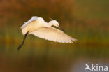 Kleine Zilverreiger (Egretta garzetta) 