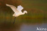 Kleine Zilverreiger (Egretta garzetta) 