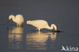 Kleine Zilverreiger (Egretta garzetta) 