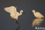 Kleine Zilverreiger (Egretta garzetta) 