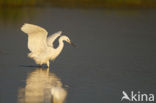 Kleine Zilverreiger (Egretta garzetta) 