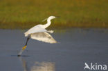 Kleine Zilverreiger (Egretta garzetta) 