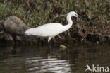 Kleine Zilverreiger (Egretta garzetta) 