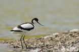 Pied Avocet (Recurvirostra avosetta)