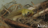 Common Spadefoot Toad (Pelobates fuscus)