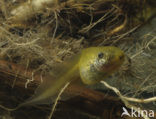 Common Spadefoot Toad (Pelobates fuscus)