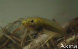 Common Spadefoot Toad (Pelobates fuscus)