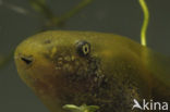 Common Spadefoot Toad (Pelobates fuscus)