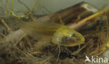 Knoflookpad (Pelobates fuscus) 