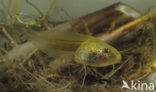 Common Spadefoot Toad (Pelobates fuscus)