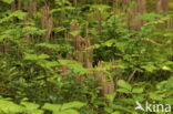 Knotszwam (Clavaria purpurea)