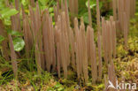 Knotszwam (Clavaria purpurea)