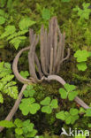 Knotszwam (Clavaria purpurea)