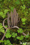 Knotszwam (Clavaria purpurea)