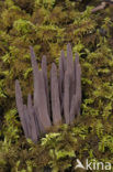 Purple Coral (Clavaria purpurea)