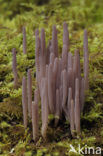 Purple Coral (Clavaria purpurea)