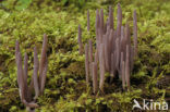 Knotszwam (Clavaria purpurea)