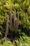 Knotszwam (Clavaria purpurea)