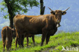 Cow (Bos domesticus)