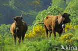 Cow (Bos domesticus)