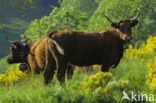 Cow (Bos domesticus)