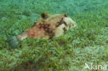 Smoot trunkfish (Lactophrys triqueter)
