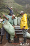 Koffie (Coffea arabica)