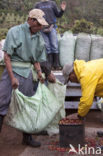 Koffie (Coffea arabica)