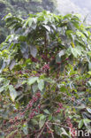 Koffie (Coffea arabica)