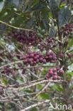 Koffie (Coffea arabica)