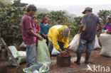 Koffie (Coffea arabica)