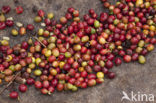 Koffie (Coffea arabica)