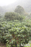 Koffie (Coffea arabica)