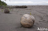 Coconut Palm (Cocos nucifera)