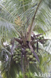 Kokospalm