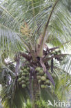 Coconut Palm (Cocos nucifera)