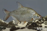 Silver Bream (Blicca bjoerkna)