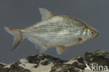 Silver Bream (Blicca bjoerkna)
