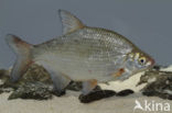 Silver Bream (Blicca bjoerkna)