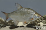Silver Bream (Blicca bjoerkna)