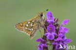 Silver-spotted Skipper (Hesperia comma)