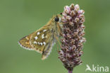 Silver-spotted Skipper (Hesperia comma)